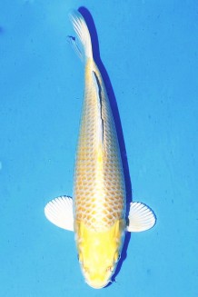 TATEGOI SPEZIAL VAMABUKI WEIBLICH Koi kaufen im Koishop