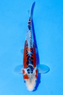 TATEGOI SUSHUI Koi kaufen im Koishop