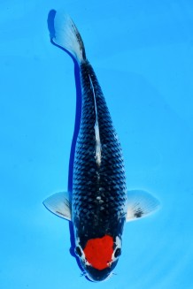 TATEGOI TANCHO GOSHIKI WEIBLICH +45CM Koi kaufen im Koishop