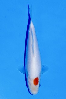 TATEGOI TANCHO KOHAKU J. TOSAI Koi kaufen im Koishop