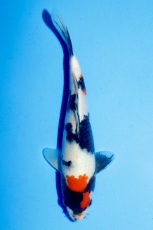 TATEGOI TANCHO SHOWA Koi kaufen im Koishop
