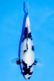 TATEGOI TANCHO SHOWA Koi kaufen im Koishop