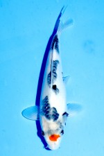 TATEGOI TANCHO SHOWA WEIBLICH J.TOSAI