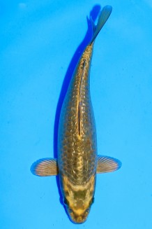 TATEGOI TOSAI GOLDENCORN WEIBLICH Koi kaufen im Koishop