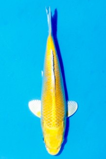 TATEGOI YAMABUKI Koi kaufen im Koishop