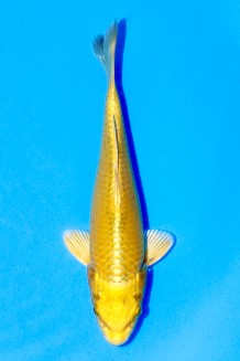 TATEGOI YAMABUKI Koi kaufen im Koishop