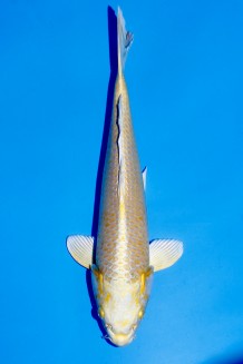 TATEGOI YAMABUKI HARIWAKE Koi kaufen im Koishop
