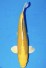 TATEGOI YAMABUKI OGON +51CM