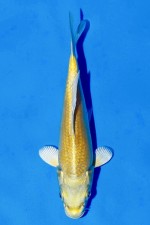 TATEGOI YAMABUKI OGON