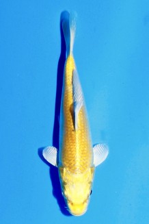TATEGOI YAMABUKI OGON Koi kaufen im Koishop