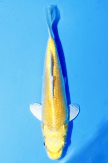 TATEGOI YAMABUKI OGON Koi kaufen im Koishop
