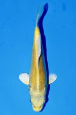 TATEGOI YAMABUKI OGON