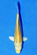 TATEGOI YAMABUKI OGON