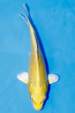TATEGOI YAMABUKI OGON