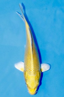 TATEGOI YAMABUKI OGON Koi kaufen im Koishop