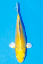 TATEGOI YAMABUKI OGON