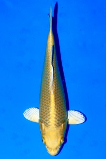 TATEGOI YAMABUKI OGON Koi kaufen im Koishop