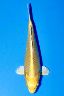 TATEGOI YAMABUKI OGON W. WEIBLICH Koi kaufen im Koishop