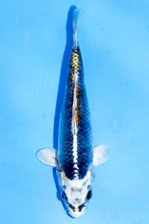 TATEGOI YELLOW KUJAKU Koi kaufen im Koishop