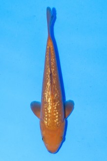 TATEGOI YELLOW MONKEY Koi kaufen im Koishop