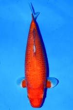 TEGOI RED TIGER W. WEIBLICH +46CM