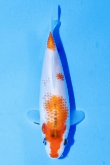 TOP SAKURA KOHAKU Koi kaufen im Koishop