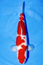 TOP TATEGOI KOHAKU WEIBLICH +48CM