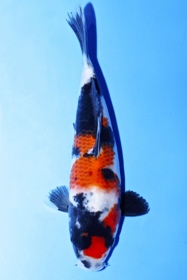 Koi-Auktion: Koi V.I.P. SHOWA JUMBO TOSAI TATEGOI