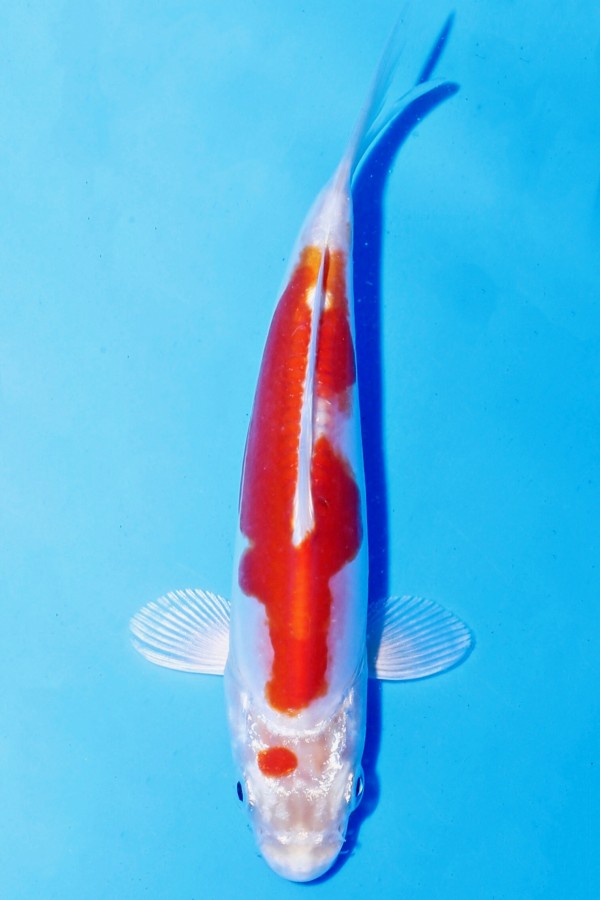 Koi-Auktion: Koi VHQ KIKUSUI TOSAI