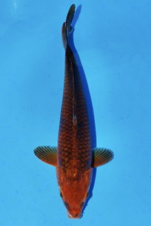 TATEGOI AKA MATSUBA WEIBLICH +43CM Koi kaufen im Koishop