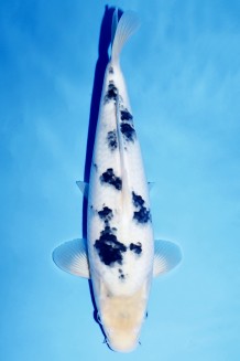 VIP BEKKO +42CM Koi kaufen im Koishop