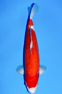 VIP DOITSU KOHAKU +46CM Koi kaufen im Koishop