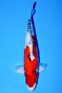 VIP DOITSU KOROMO SHOWA +42CM Koi kaufen im Koishop