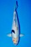 VIP DOITSU SHOWA W. WEIBLICH +44CM