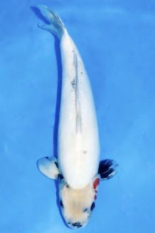 VIP DOITSU SHOWA WEIBLICH +50CM Koi kaufen im Koishop