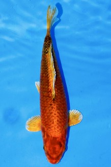 VIP GIN AKA MATSUBA +40CM Koi kaufen im Koishop