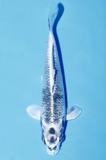 VIP GIN MATSUBA +18CM J.TOSAI Koi kaufen im Koishop