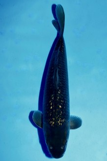 VIP GINRIN DIAMOND CHAGOI GRÜN Koi kaufen im Koishop