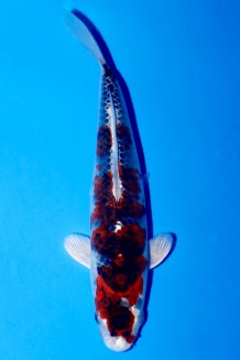 VIP GINRIN METALLIC KOROMO Koi kaufen im Koishop