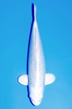 VIP GINRIN PLATINUM +39CM