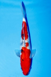 VIP GINRIN SHOWA WEIBLICH Koi kaufen im Koishop