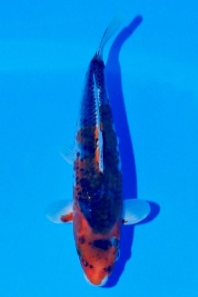 VIP GOSHIKI +25CM J.TOSAI Koi kaufen im Koishop