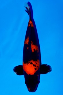 VIP HI-UTSURI +43 CM Koi kaufen im Koishop