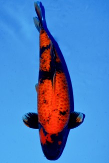 VIP HI-UTSURI +50CM Koi kaufen im Koishop