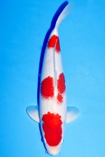 VIP KOHAKU +47CM