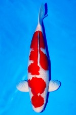 VIP KOHAKU +60CM