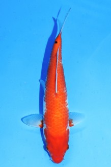 VIP KOHAKU Koi kaufen im Koishop