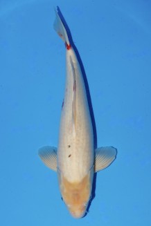 TATEGOI KOHAKU Koi kaufen im Koishop