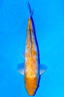VIP KOYO +43CM Koi kaufen im Koishop