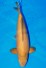 VIP LACHS KARASHIGOI +49CM
